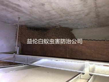 荔灣區舊房屋滅治白蟻巢工程