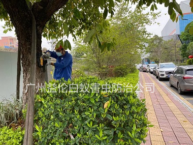 江高街道滅治樹木白蟻