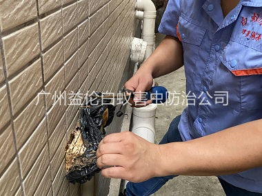 石樓建筑滅治白蟻工程